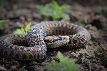 Image showing rare meadow viper from Transylvania