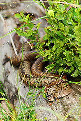 Image showing two vipers basking together