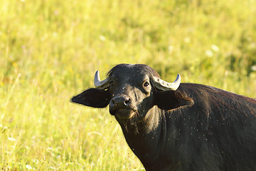 Image showing close-up of domestic buffalo