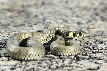 Image showing grass snake ready to attack