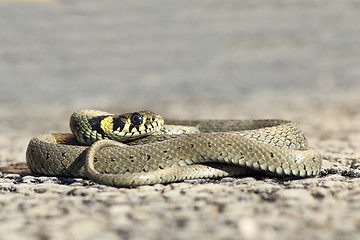 Image showing full length grass snake 