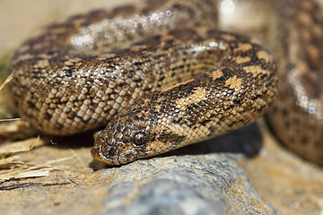 Image showing javelin sand boa portrait, juvenile