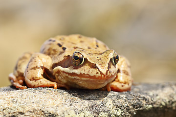 Image showing closeup of european common frog