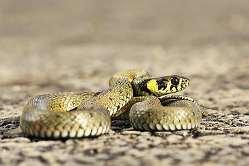 Image showing closeup of beautiful grass snake on asphalt road