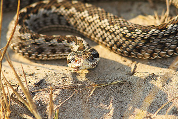 Image showing close-up of rare moldavian meadow viper