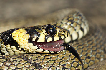 Image showing portrait of grass snake in thanatosis