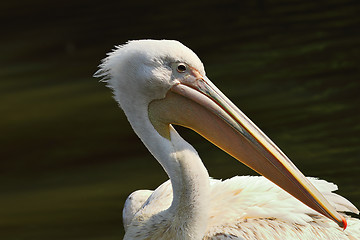 Image showing portrait of Pelecanus onocrotalus