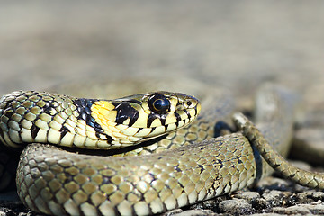 Image showing macro portrait of grass snake head