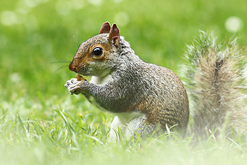 Image showing cute grey squirrel in the grass