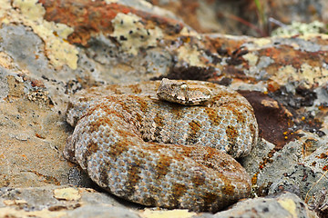 Image showing rarest snake from Europe, the Milos viper