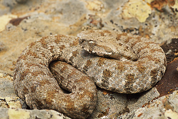 Image showing the beautiful and dangerous milos viper