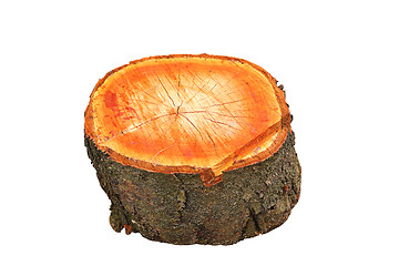 Image showing isolated cherry tree wooden stump