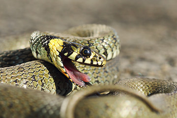 Image showing detail of grass snake with open mouth