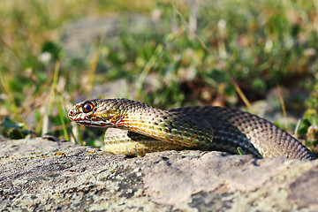 Image showing eastern montpellier snake in natural habitat