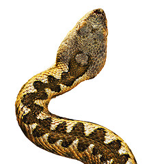 Image showing isolated head of Vipera ammodytes