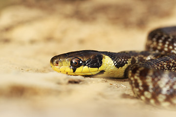 Image showing aesculapian snake portrait, juvenile