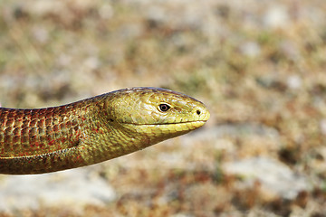 Image showing close-up of Pseudopus apodus