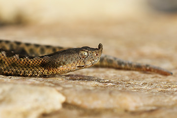 Image showing toxic european viper portrait
