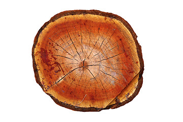 Image showing cross section of cherry tree trunk