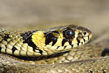 Image showing macro portrait of colorful grass snake