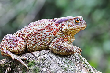 Image showing large brown toad on stump
