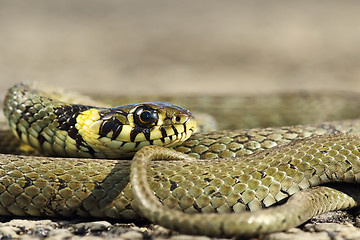 Image showing closeup of Natrix snake