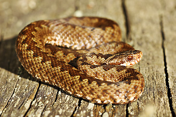 Image showing colorful common european adder basking