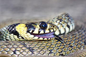 Image showing thanatosis behaviour, grass snake