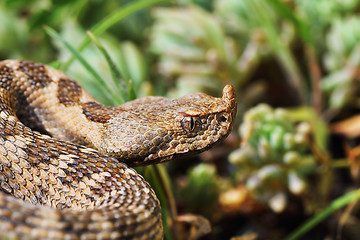 Image showing closeup of beautiful and dangerous european nose horned viper