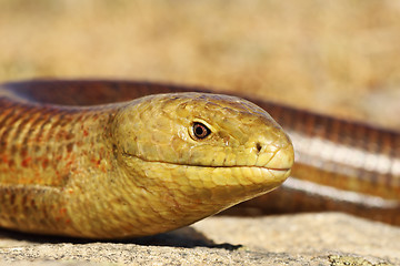 Image showing portrait of Pseudopus apodus