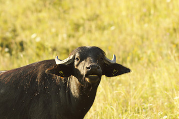 Image showing black indian buffalo portrait