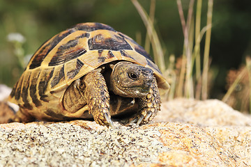 Image showing common turtoise in natural habitat