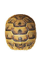 Image showing greek turtoise shell on white background