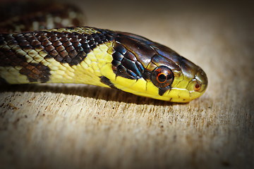 Image showing beautiful portrait of aesculapian snake