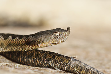 Image showing closeup of juvenile venomous european viper