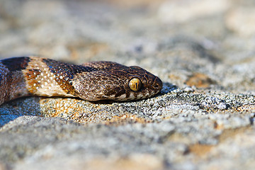 Image showing Telescopus fallax juvenile portrait