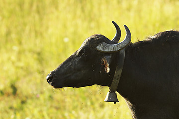 Image showing closeup of domestic water buffalo