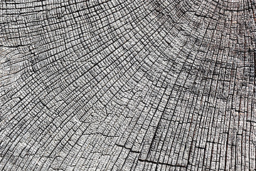 Image showing abstract texture of oak cross section