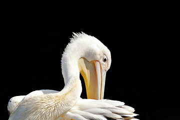 Image showing great pelican cleaning its feathers