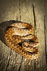 Image showing common crossed viper basking on wooden board