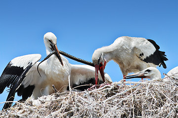 Image showing stork feeding chicks with dice snake