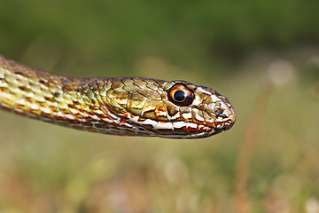 Image showing colorful head of eastern montpellier snake