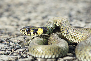 Image showing most common european snake