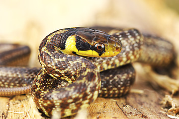 Image showing aesculapian snake on wooden stump