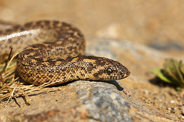 Image showing javelin sand boa close-up, juvenile