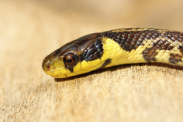 Image showing detail of juvenile colorful Zamenis longissimus