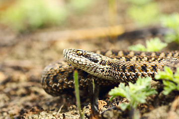 Image showing aggressive meadow viper closeup