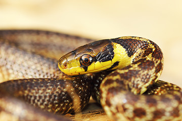 Image showing colorful portrait of juvenile aesculapian snake