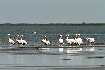 Image showing flock of great pelicans standing in shallow waters