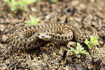 Image showing rarest european snake, the meadow viper